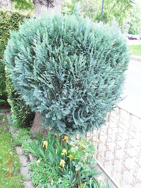 Chamaecyparis lawsoniana 'Van Pelt's Blue' 