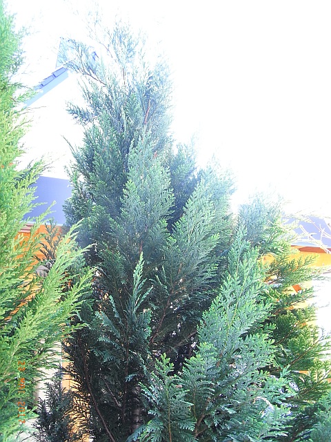 Chamaecyparis lawsoniana 'Glauca'