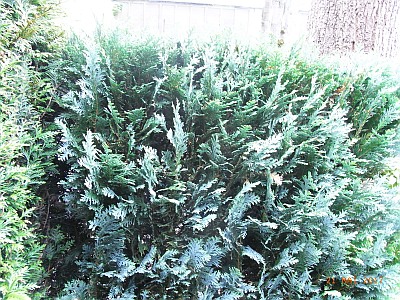 Chamaecyparis lawsoniana 'Glauca'