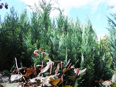 Chamaecyparis lawsoniana 'Glauca'