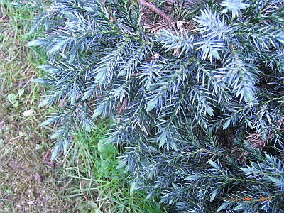 Juniperus horizontalis 'Glauca' 