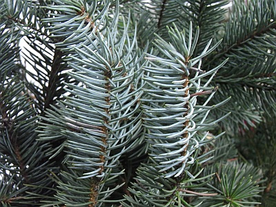 Abies procera 'Glauca' 