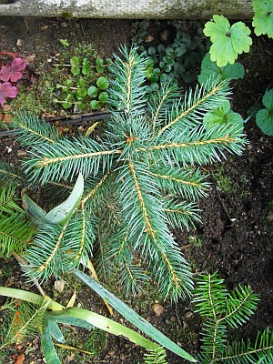 Abies procera 'Glauca' 