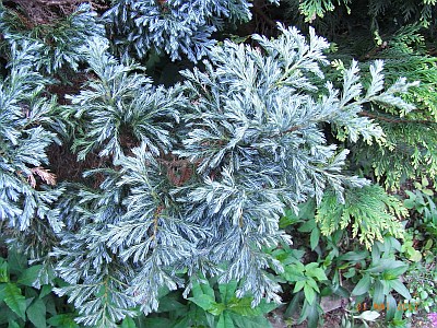 Juniperus squamata 'Meyeri' 