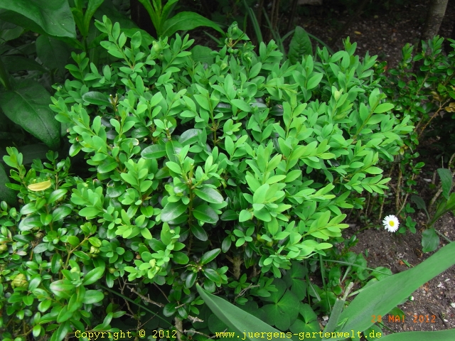 Buxus sempervirens 