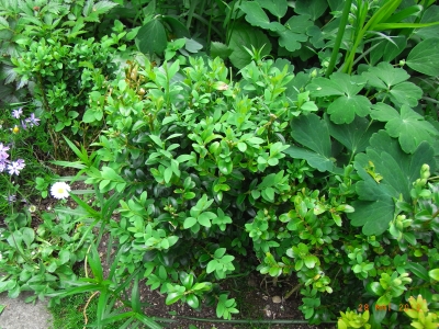 Buxus sempervirens 