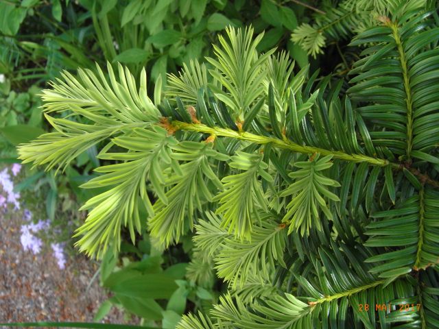 Taxus baccata  