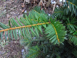 Taxus baccata  