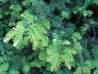 Taxus baccata  