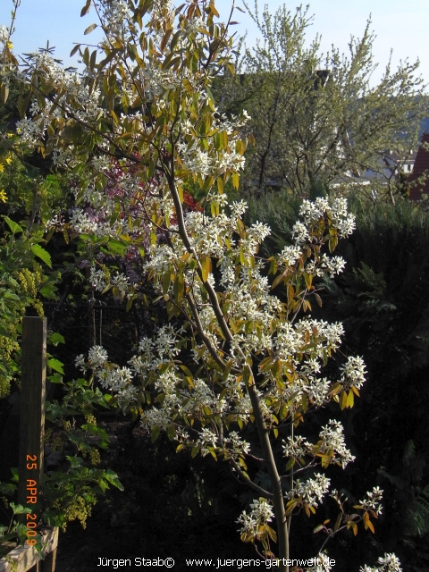 Amelanchier lamarckii 