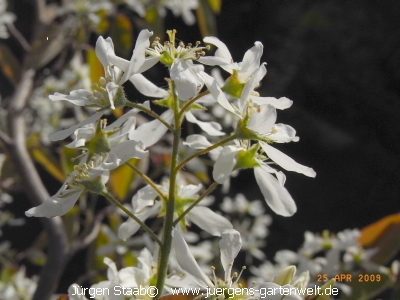 Amelanchier lamarckii 