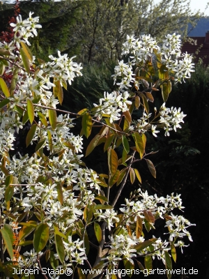 Amelanchier lamarckii 