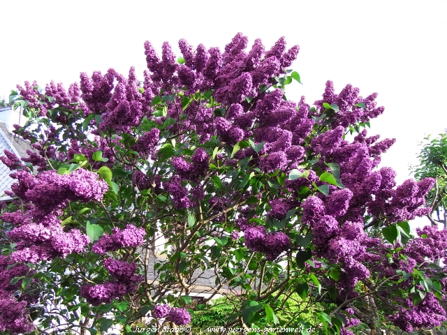 Syringa vulgaris 'Marechal Foch' 