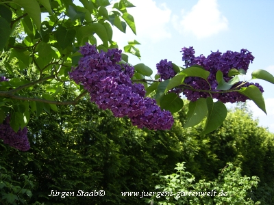 Syringa vulgaris 'Marechal Foch' 