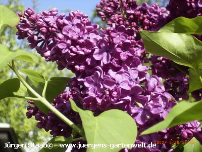 Syringa vulgaris 'Marechal Foch' 