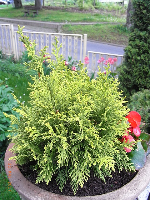 Thuja occidentalis 'Golden Globe' 