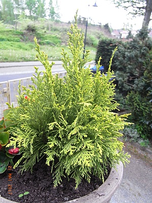 Thuja occidentalis 'Golden Globe' 