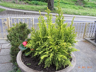 Thuja occidentalis 'Golden Globe' 