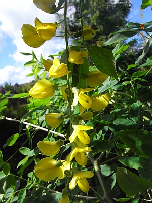 Laburnum anagyroides  