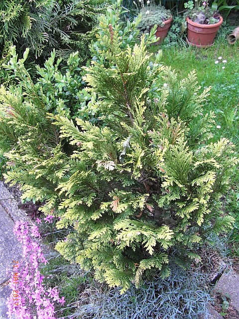 Thuja plicata 'Aurescens' 