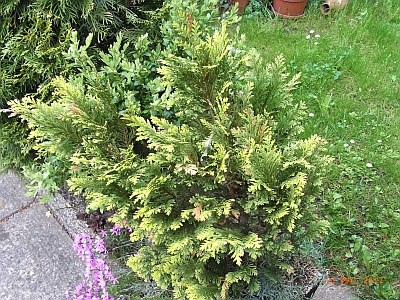 Thuja plicata 'Aurescens' 