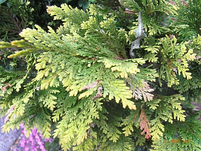 Thuja plicata 'Aurescens' 