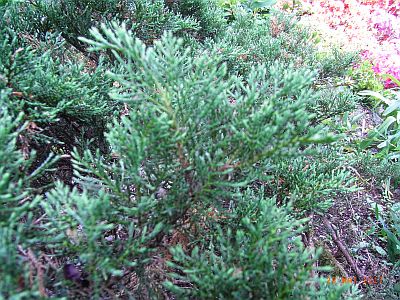 Juniperus communis 'Green Carpet'  