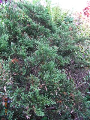 Juniperus communis 'Green Carpet'  