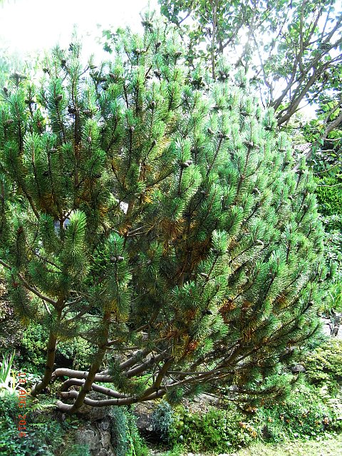 Pinus mugo mughus  