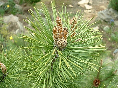 Pinus mugo mughus  