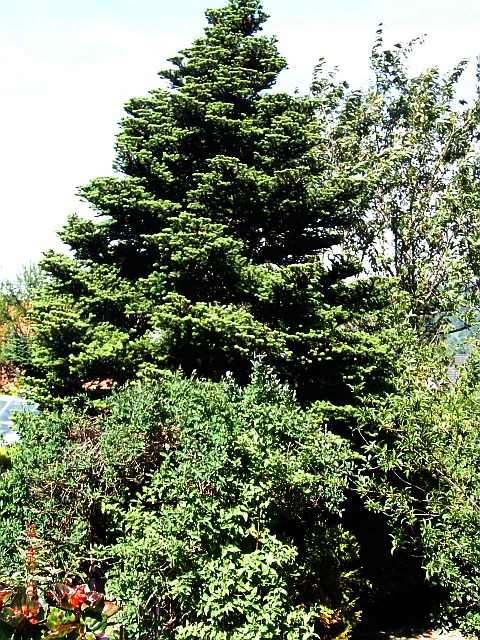 Abies koreana 