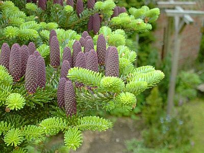 Abies koreana 