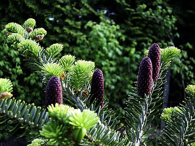 Abies koreana 