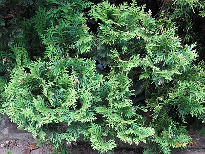 Thuja occidentalis 'Danica'  