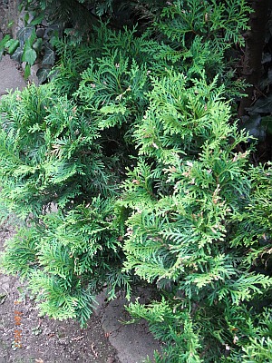 Thuja occidentalis 'Danica'  