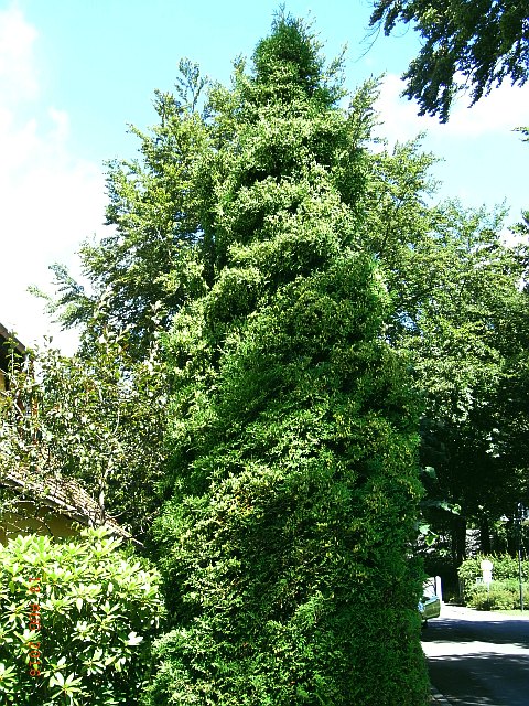 Chamaecyparis lawsoniana 'Stardust'