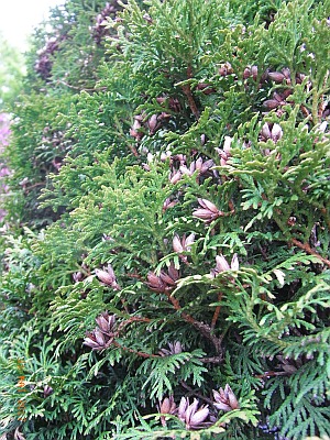 Chamaecyparis lawsoniana 'Stardust'