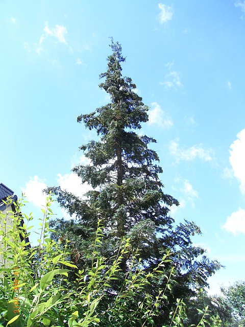 Cupressocyparis leylandii
             'Haggerston Grey