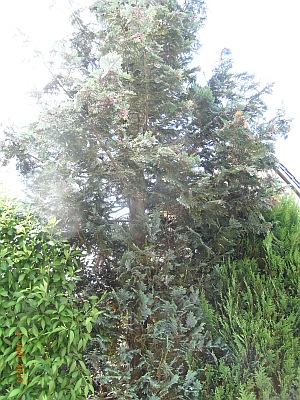 Cupressocyparis leylandii
         'Haggerston Grey