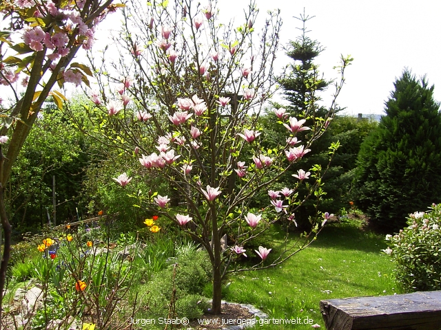 Magnolia soulangiana 'Rustica Rubra'