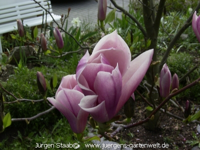 Magnolia soulangiana 'Rustica Rubra'