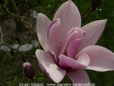 Magnolia soulangiana 'Rustica Rubra'