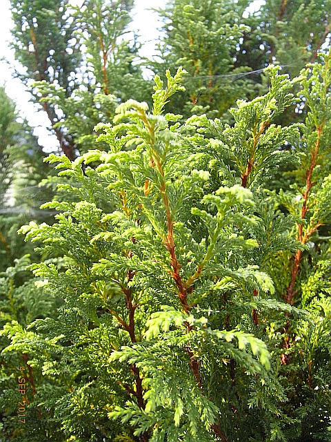 Cupressus macrocarpa 'Goldcrest'  