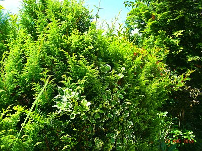 Cupressus macrocarpa 'Goldcrest'  