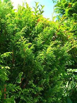 Cupressus macrocarpa 'Goldcrest'  