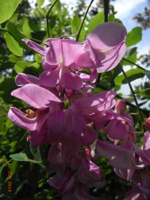 Robinia 'Casque Rouge'