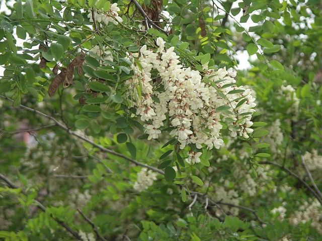 Robinia pseudoacacia 