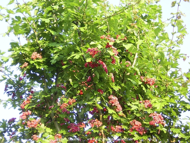 Crataegus laevigata 'Pauls Scarlet' 