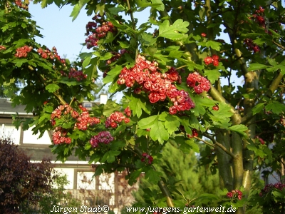 Crataegus laevigata 'Pauls Scarlet' 