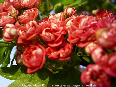 Crataegus laevigata 'Pauls Scarlet' 